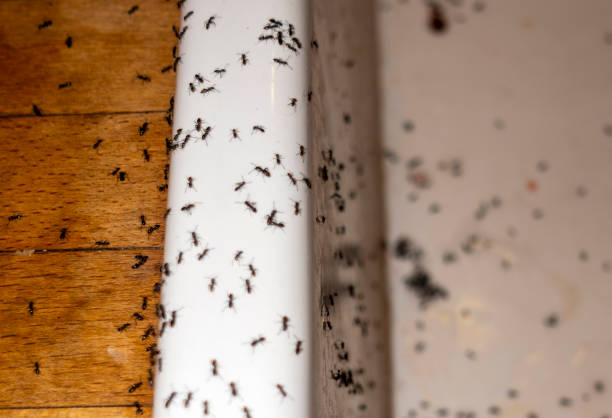 Best Local Pest Control Services  in Muse, PA